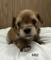 Ash, a male Yorkipoo for sale in West Point, IA – 2 of 10