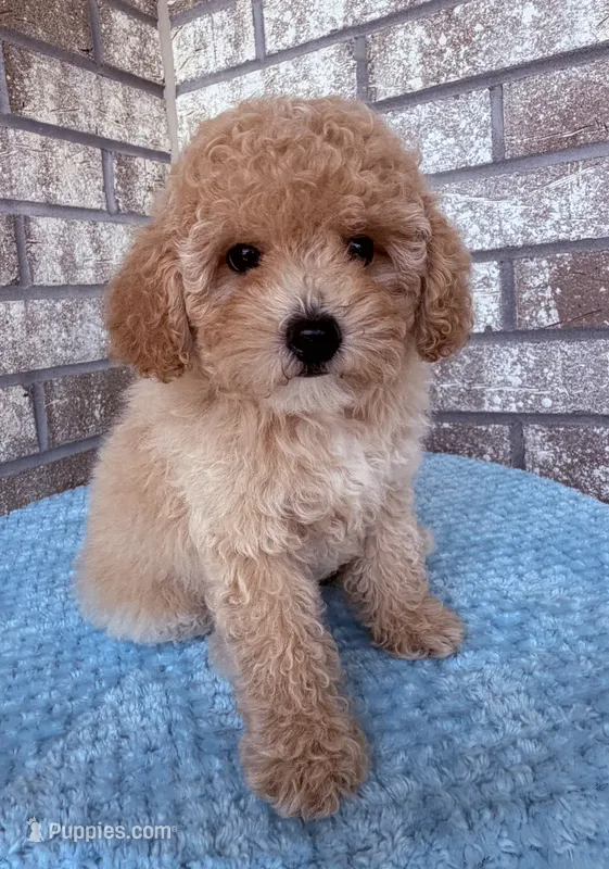 Fran – Maltipoo puppy for sale in West Point, IA