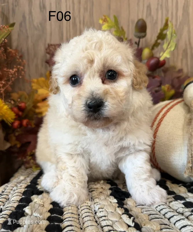 Mary – Maltipoo puppy for sale in West Point, IA
