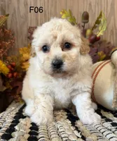 Mary, a female Maltipoo for sale in West Point, IA – 1 of 10