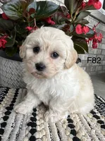 Molly , a female Maltipoo for sale in West Point, IA – 6 of 9