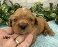Walter, a male Cavalier King Charles Spaniel for sale in West Point, IA – 5 of 9