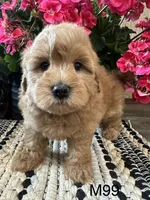 Jack, a male Maltipoo for sale in West Point, IA – 7 of 10