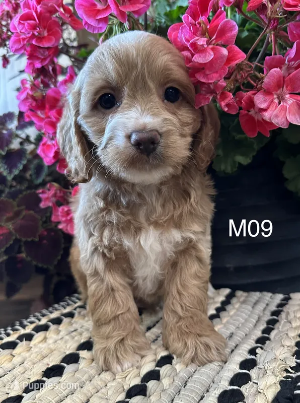 Bentley  – Cockapoo puppy for sale in West Point, IA
