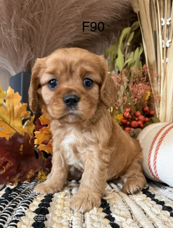 Lulu – Cavalier King Charles Spaniel puppy for sale in West Point, IA