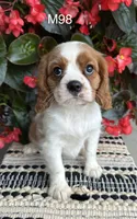 Milo, a male Cavalier King Charles Spaniel for sale in West Point, IA – 7 of 9