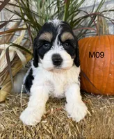 Buster, a male Cockapoo for sale in West Point, IA – 4 of 10