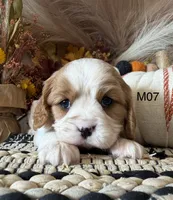 Cooper , a male Cavalier King Charles Spaniel for sale in West Point, IA – 2 of 10