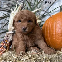 Bella, a female Poodle - Miniature  for sale in West Point, IA – 7 of 10