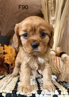 Jax, a male Cavalier King Charles Spaniel for sale in West Point, IA – 2 of 10