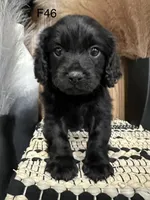 Roxy, a female Cavapoo for sale in West Point, IA – Photo 8 of 10