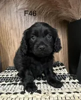 Roxy, a female Cavapoo for sale in West Point, IA – Photo 7 of 10
