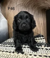 Roxy, a female Cavapoo for sale in West Point, IA – Photo 5 of 10