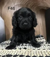 Roxy, a female Cavapoo for sale in West Point, IA – Photo 2 of 10
