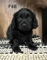 Roxy, a female Cavapoo for sale in West Point, IA – Photo 6 of 10