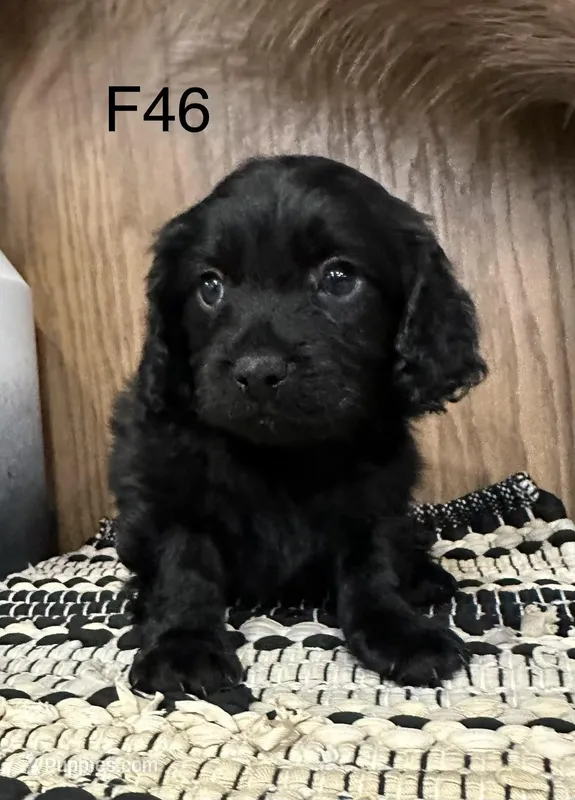 Roxy – Cavapoo puppy for sale in West Point, IA
