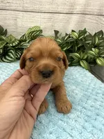 Jax, a male Cavalier King Charles Spaniel for sale in West Point, IA – 8 of 9