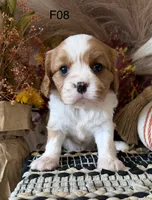 Mia, a female Cavalier King Charles Spaniel for sale in West Point, IA – 5 of 7