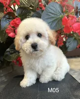 Hank, a male Maltipoo for sale in West Point, IA – 7 of 10