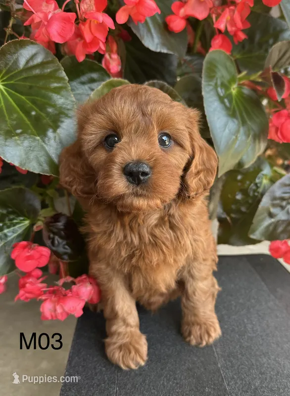 Zuke – Cavapoo puppy for sale in West Point, IA