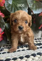 Zane , a male Cavapoo for sale in West Point, IA – 5 of 10