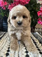 Toby, a male Maltipoo for sale in West Point, IA – 3 of 10