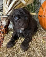 Winston , a male Poodle - Miniature  for sale in West Point, IA – 10 of 10