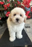 Nick, a male Maltipoo for sale in West Point, IA – 5 of 10