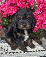Sophie, a female Cockapoo for sale in West Point, IA – 3 of 9