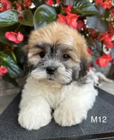 Noble, a male Maltipoo for sale in West Point, IA – 8 of 10