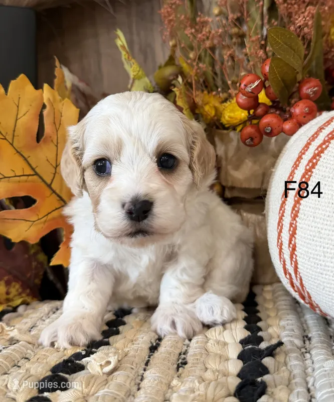 Autumn  – Cockapoo puppy for sale in West Point, IA
