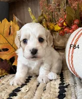 Autumn , a female Cockapoo for sale in West Point, IA – 1 of 10