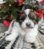 Buddy, a male Bichon Frise and Shih Tzu for sale in West Point, IA – 2 of 10