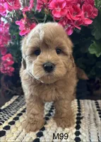 Jack, a male Maltipoo for sale in West Point, IA – 3 of 10
