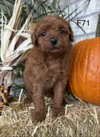 Lainey, a female Poodle - Miniature  for sale in West Point, IA – 10 of 10