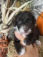 Otis, a male Poodle - Miniature  for sale in West Point, IA – 9 of 10