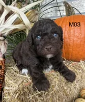 Milo, a male Poodle - Miniature  for sale in West Point, IA – 5 of 10