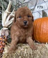 Molly, a female Poodle - Miniature  for sale in West Point, IA – 6 of 10