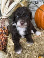 Otis, a male Poodle - Miniature  for sale in West Point, IA – 5 of 10