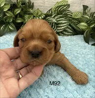 Jax, a male Cavalier King Charles Spaniel for sale in West Point, IA – 2 of 9