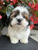 Max, a male Maltipoo for sale in West Point, IA – 10 of 10