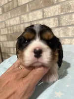 Bruno, a male Cavalier King Charles Spaniel for sale in West Point, IA – 10 of 10
