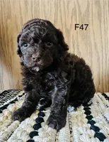 Macy, a female Poodle - Miniature  for sale in West Point, IA – Photo 9 of 9