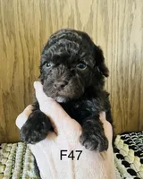 Macy, a female Poodle - Miniature  for sale in West Point, IA – Photo 2 of 9