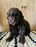 Macy, a female Poodle - Miniature  for sale in West Point, IA – Photo 7 of 9