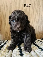 Macy, a female Poodle - Miniature  for sale in West Point, IA – Photo 8 of 9