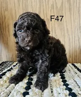 Macy, a female Poodle - Miniature  for sale in West Point, IA – Photo 5 of 9