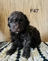 Macy, a female Poodle - Miniature  for sale in West Point, IA – Photo 3 of 9