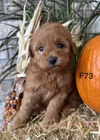 Sophie, a female Poodle - Miniature  for sale in West Point, IA – 2 of 10