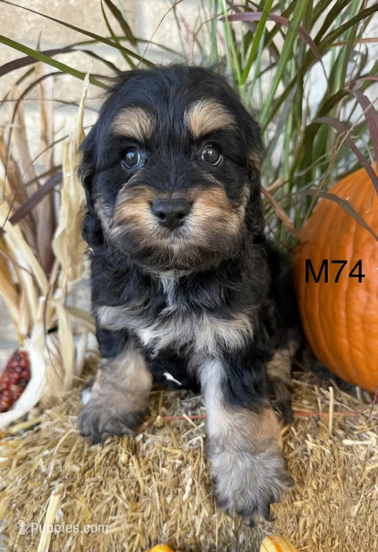 Duke – Cockapoo puppy for sale in West Point, IA